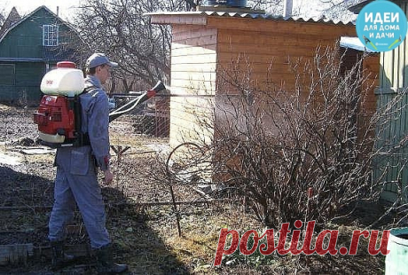 ЧЕМ ОБРАБАТЫВАТЬ САДОВЫЕ ДЕРЕВЬЯ И КУСТАРНИКИ ВЕСНОЙ 

Нельзя заранее предугадать, какие заболевания или вредители посетят наши плодовоягодные растения в следующем сезоне. Если погода сырая – жди вспышки парши на яблонях и грушах, серой гнили на землянике, хлороз на винограде и деревьях, на смородине – септориоз и антракноз. В сухую и жаркую погоду эти заболевания приостанавливаются или отступают совсем, если проводить своевременные профилактические обработки растений. 

И...