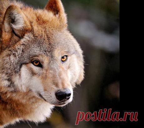 Огненный волк – Сказки рассказы , пользователь Добрый Волк Волкович | Группы Мой Мир