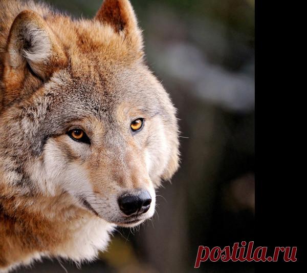 Огненный волк – Сказки рассказы , пользователь Добрый Волк Волкович | Группы Мой Мир