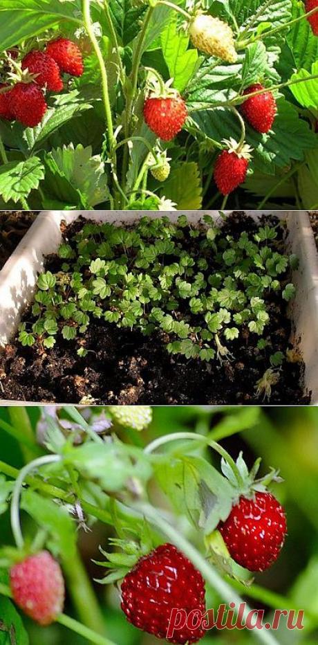 Когда высаживать землянику на расcаду. Сроки посева и агротехника