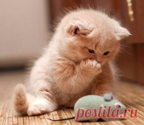 2 непрочитанных чата