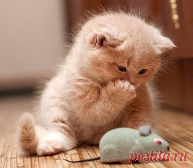 2 непрочитанных чата