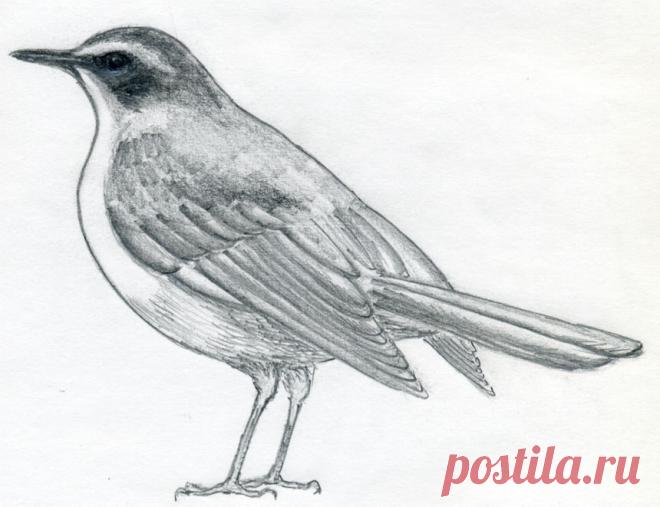 Уроки рисования карандашом - как рисовать птицу? | АРТАКАДЕМИЯ Курсы рисования Киев