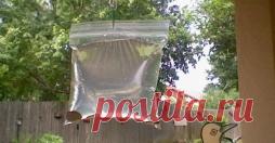 Этот простой прием с пластиковым пакетом отгонит всех мух от вашего дома - Садоводка