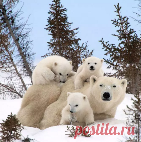 20 семейных фотографий, которые сломают все ваши стереотипы о мире животных