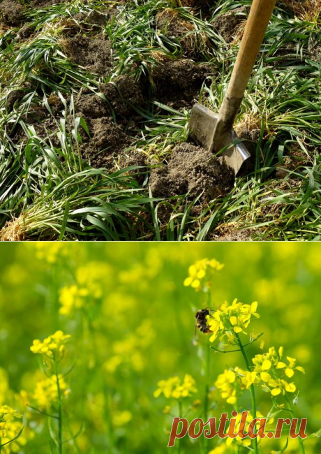 Органические удобрения из растений: сидераты, компост, жидкое зеленое удобрение