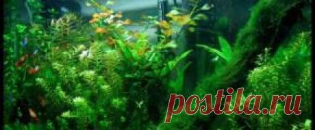 Растения аквариумные