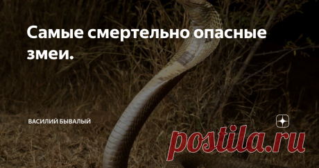 Самые смертельно опасные змеи. Фото с сайта https://www.goodfon.ru
Задаваясь этим вопросом, необходимо осознавать, что смысл его в прямой обусловленности от того, что вкладывается в понятие слова «смертоносный». Имеется ли ввиду змея с наиболее сильным ядом, вызывающим поражение и смерть человека или же та, которая убивает большое количество людей?
В рейтинге смертельно опасных змей выделяется кобра королевская и ученые