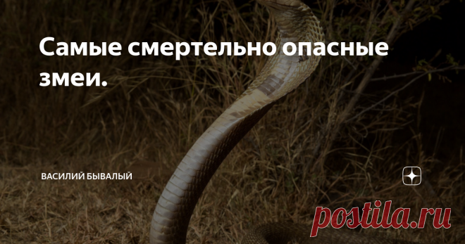 Самые смертельно опасные змеи. Фото с сайта https://www.goodfon.ru
Задаваясь этим вопросом, необходимо осознавать, что смысл его в прямой обусловленности от того, что вкладывается в понятие слова «смертоносный». Имеется ли ввиду змея с наиболее сильным ядом, вызывающим поражение и смерть человека или же та, которая убивает большое количество людей?
В рейтинге смертельно опасных змей выделяется кобра королевская и ученые