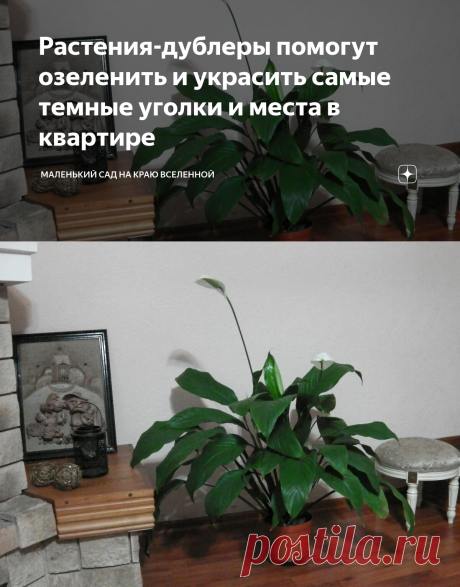 Растения-дублеры помогут озеленить и украсить самые темные уголки и места в квартире | Маленький сад на краю Вселенной | Яндекс Дзен