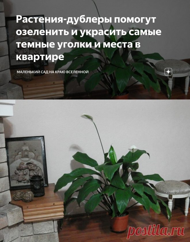 Растения-дублеры помогут озеленить и украсить самые темные уголки и места в квартире | Маленький сад на краю Вселенной | Яндекс Дзен