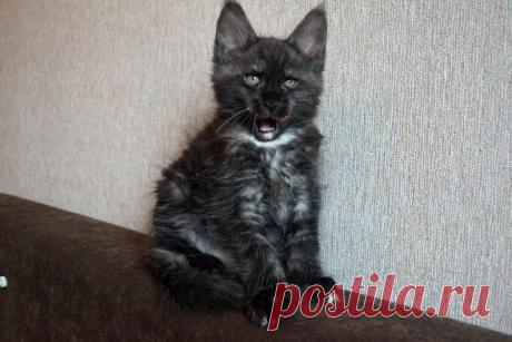 Клуб любителей кошек!
МАРИНА ВАСИЛЬКОВА