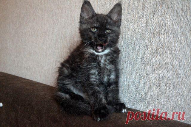 Клуб любителей кошек!
МАРИНА ВАСИЛЬКОВА