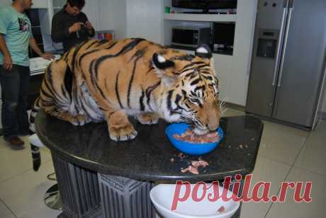 Кто знает, как отучить кота забираться на стол