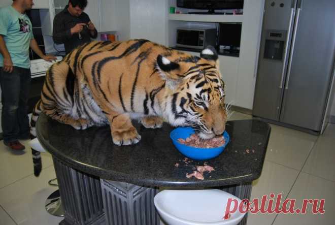 Кто знает, как отучить кота забираться на стол