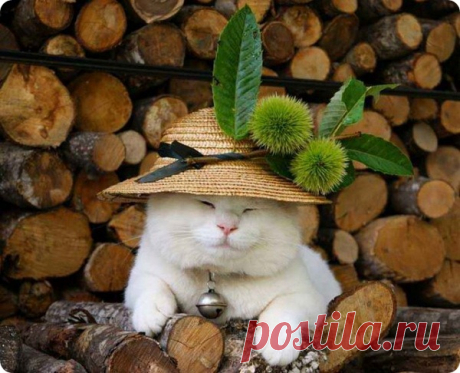 Широнеко (Shiro Neko), кот постигший нирвану