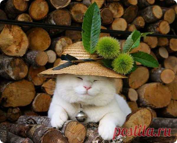 Широнеко (Shiro Neko), кот постигший нирвану