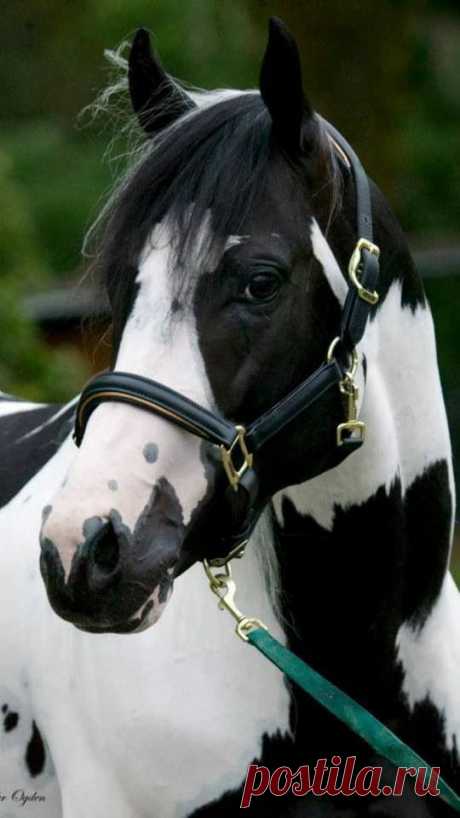 black and white   |   Pinterest • Всемирный каталог идей
