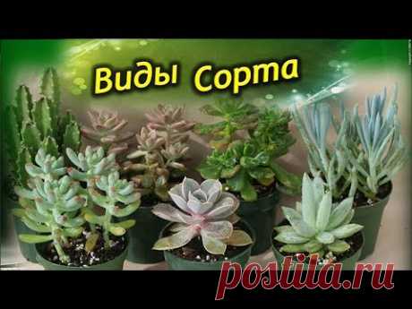 Распространённые виды  и сорта Толстянок ! Разновидности Денежного Дерева!