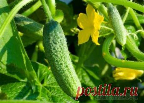 6 способов выращивания огурцов 
На каждом дачном участке или на грядках в огороде обязательно выращивают огурцы. Каждый огородник знает свои секреты посадки и способов выращивания. Они найдены в процессе многолетнего опыта работы н…
