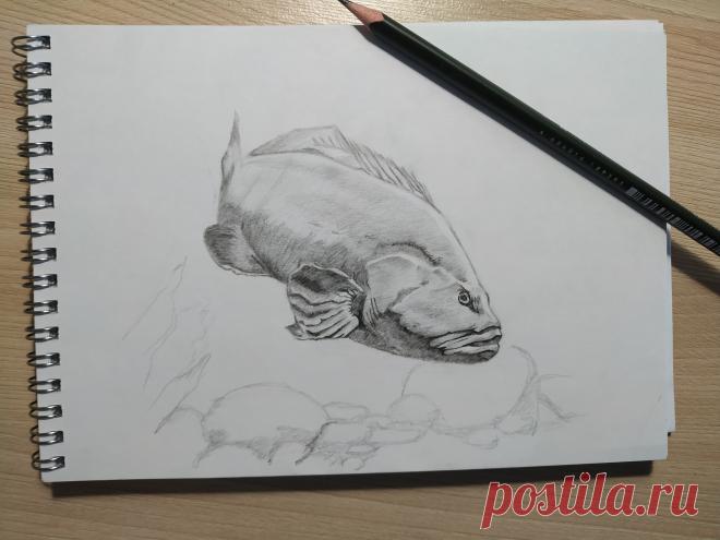 Морской окунь.... марафон "В мире животных"