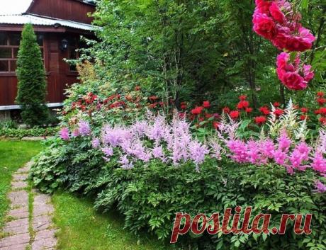 #многолетниецветы 
#астильба 
 АСТИЛЬБА

Астильба – многолетнее растение семейства камнеломковых. В диком виде она встречается в глубоких ущельях Восточной Азии и в Северной Америке. В переводе с греческого астильба означает блестящая, то есть очень красивая. В этом нетрудно убедиться, увидев хоть однажды элегантно возвышающиеся над ажурной зеленью листвы её изящные факелы соцветий.

Особенно привлекательна астильба Глория, выведенная немецким селекционером Арендсом. Это н...