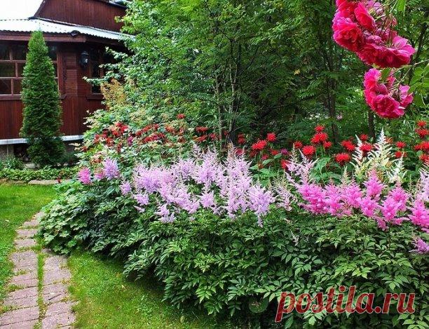 #многолетниецветы 
#астильба 
 АСТИЛЬБА

Астильба – многолетнее растение семейства камнеломковых. В диком виде она встречается в глубоких ущельях Восточной Азии и в Северной Америке. В переводе с греческого астильба означает блестящая, то есть очень красивая. В этом нетрудно убедиться, увидев хоть однажды элегантно возвышающиеся над ажурной зеленью листвы её изящные факелы соцветий.

Особенно привлекательна астильба Глория, выведенная немецким селекционером Арендсом. Это н...