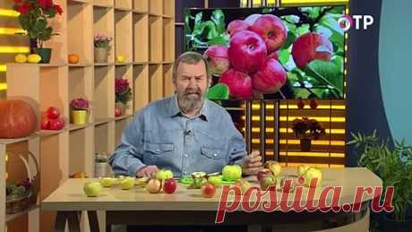 Какие зимние сорта яблок лучше всего сажать