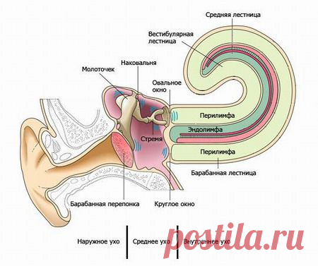 Неврит слухового нерва – острый и хронический. Причины, симптомы, диагностика и лечение неврита слухового нерва :: Polismed.com