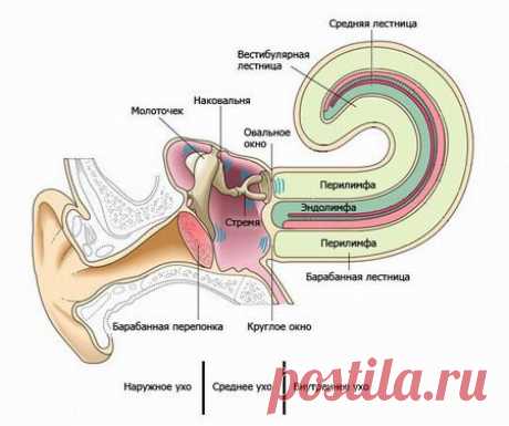 Неврит слухового нерва – острый и хронический. Причины, симптомы, диагностика и лечение неврита слухового нерва :: Polismed.com