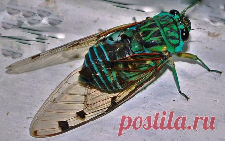 masterok: Цикады: 17 лет под землей