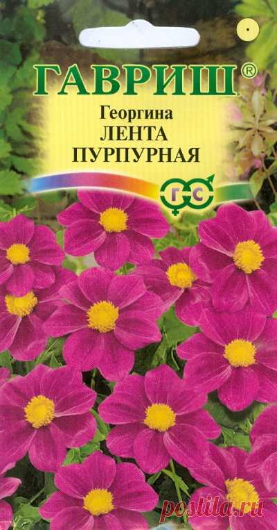 Георгина "Лента пурпурная"