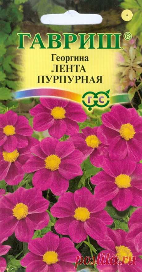 Георгина "Лента пурпурная"
