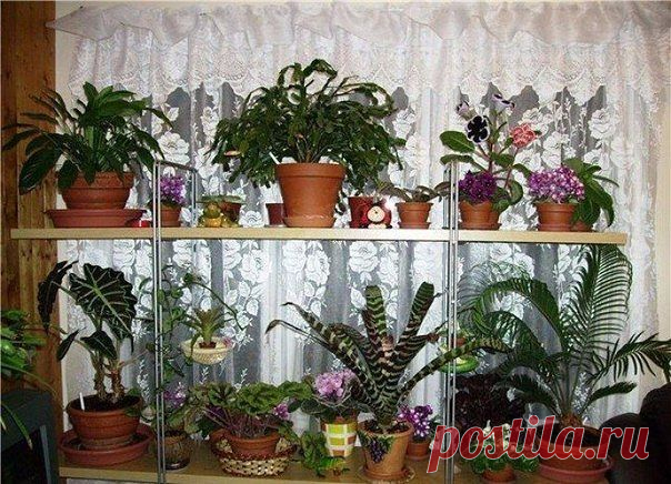 (53) Одноклассники    Чем подкормить комнатные цветы