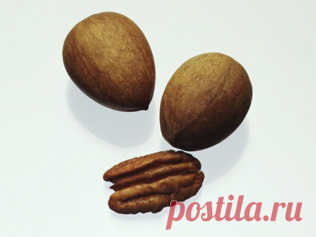 Царь Орех » Ореховая энциклопедия №1 » Об орехах » Пекан