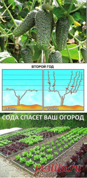 (48) Одноклассники