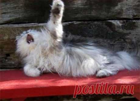 Кошки, которые достойны Оскара за артистичность / Питомцы