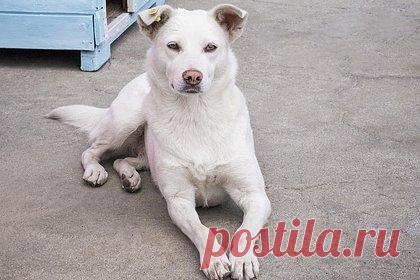 Бродячий пес напал на россиянку и оставил ее без части верхней губы