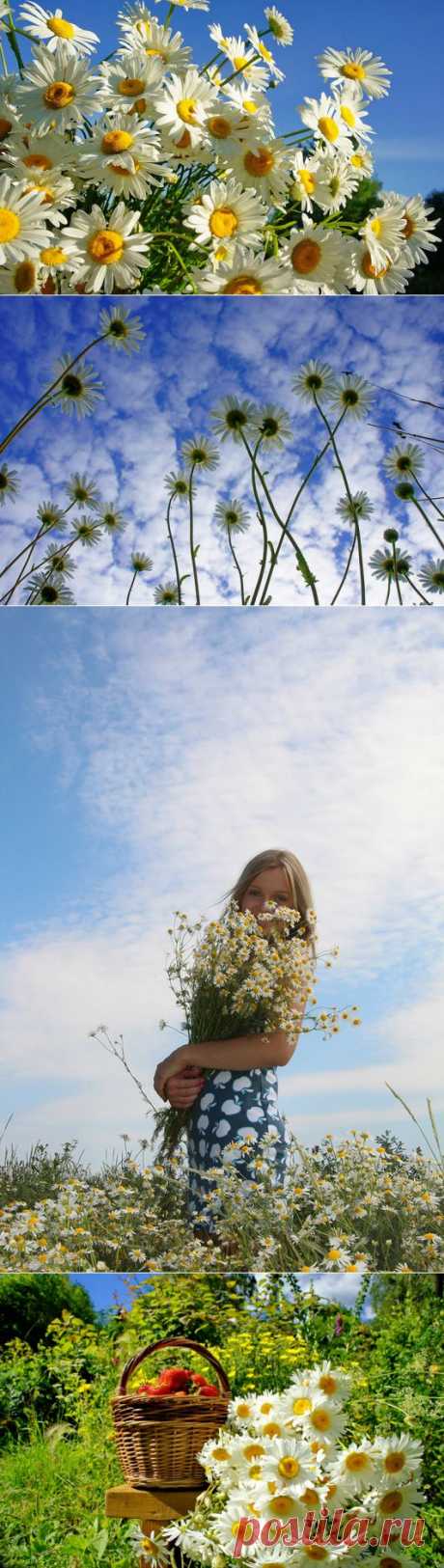 Ромашковая Русь!.