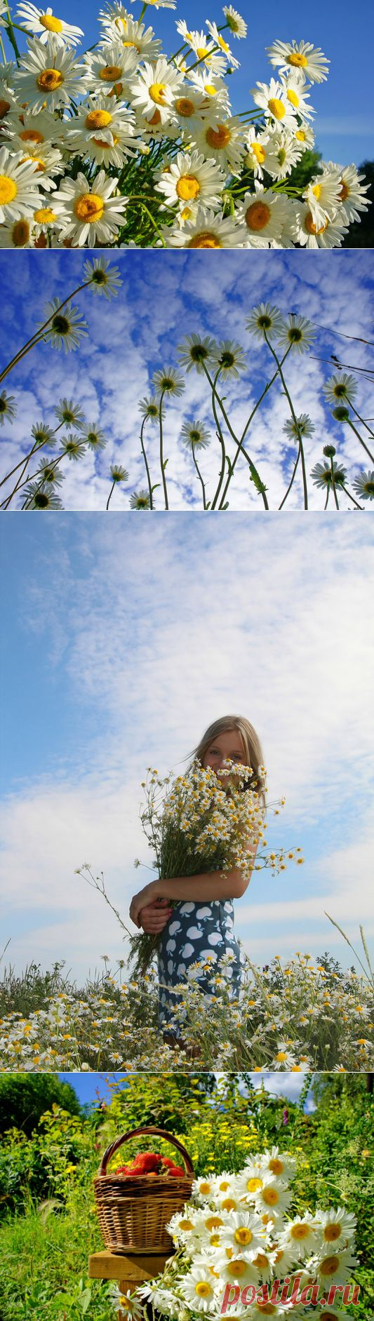 Ромашковая Русь!.