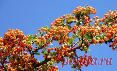 Как приготовить облепиховый мед? - Fitoatlant.ru Облепиховый мед по старинному рецепту. Для сохранения витаминного богатства облепихи на зиму, предлагаем приготовить не только вкусное сладкое лакомство, но и полезное лекарство.