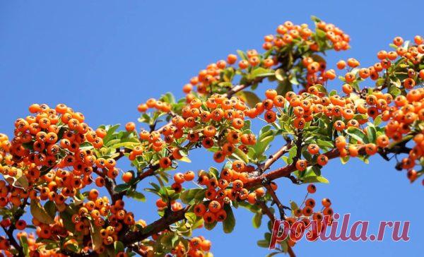 Как приготовить облепиховый мед? - Fitoatlant.ru Облепиховый мед по старинному рецепту. Для сохранения витаминного богатства облепихи на зиму, предлагаем приготовить не только вкусное сладкое лакомство, но и полезное лекарство.