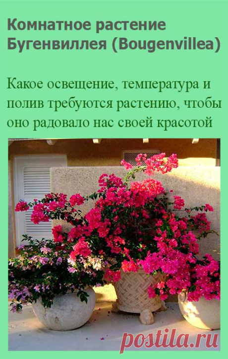 Комнатное растение Бугенвиллеа (Bougenvillea). Род, включающий около 18 видов тропических лиан и деревьев, назван в честь французского мореплавателя Л. Бугенвиля (1729-1811). В природе это - вьющаяся и лазающая лиана с ветвящимся стеблем. Бугенвиллею нередко выращивают для озеленения вертикальных поверхностей. Требует сильной обрезки осенью, когда большая часть листьев опадает.