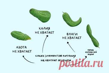 Желтеют и опадают завязи огурцов | РБК | Дзен