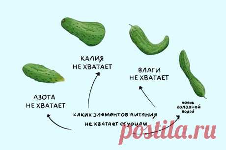 Желтеют и опадают завязи огурцов | РБК | Дзен
