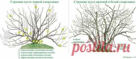 20 ПРАВИЛ, КОТОРЫЕ НЕОБХОДИМО СОБЛЮДАТЬ ПРИ ОБРЕЗКЕ СМОРОДИНЫ
