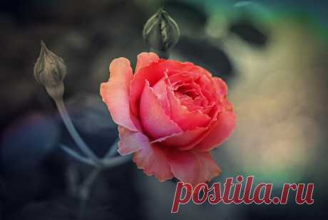 Розы