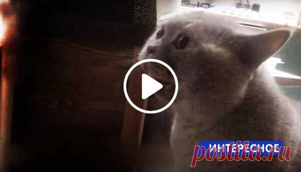 Кот Яков так хотел выйти, что закричал человеческим голосом «Открой мне» Коты – это неиссякаемый источник для милых, забавных, смешных фото и видео. Некоторые из них даже разговаривают, и не просто мур да мяу, а по-человечески. Один пользователь Youtube выложил видео, на котором его кот Яков чётко произносит фразу «Открой мне».