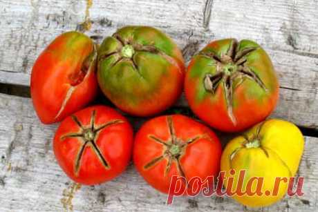 • ПОЧЕМУ ТРЕСКАЮТСЯ ТОМАТЫ?