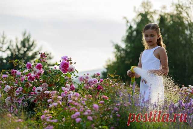 Как ухаживать за розами летом